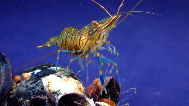 Rockpool shrimp (Palaemon elegans), shrimp looking for food among mussels, Black Sea