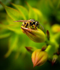 Collection of Nature Photography taken by Lisa Harris and printed on a choice of 100% Cotton Canvas or 310gsm Fine Art Paper in our studio! 