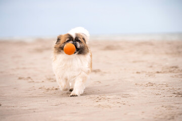 Pies rasy pekińczyk idzie po plaży i niesie w pyszczku piłkę - obrazy, fototapety, plakaty