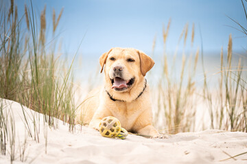 Pies rasy labrador retriver leży na plaży z zabawką - obrazy, fototapety, plakaty