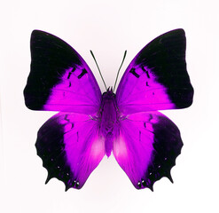 Purple fantastic butterfly  lilac violet magenta black color isolated on white. For design, prints, works of art, pictures on covers, postcards, invitations.