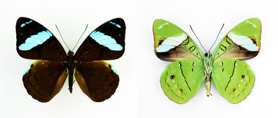 Green blue butterfly isolated on white, Nessaea aglaura top and bottom sides macro close up,...