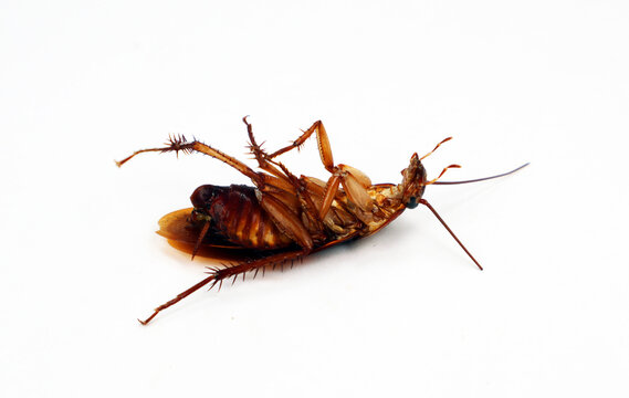 dead cockroach close-up, macro, isolated on white, trash insect pest, for advertising insecticides