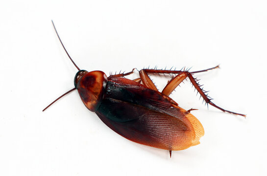 dead cockroach close-up, macro, isolated on white, trash insect pest, for advertising insecticides