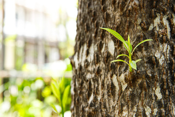 New green leaves sprouting from the tree trunk, Natural, Ecology, Eco friendly and Sustainable concept