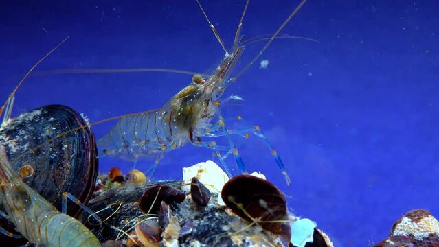 Rockpool shrimp (Palaemon elegans), shrimp looking for food among mussels, Black Sea