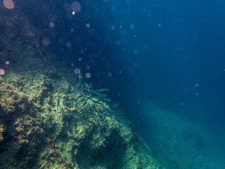 Vista subacquea del Plemmirio 821