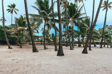 Palm tree forest in hawaii