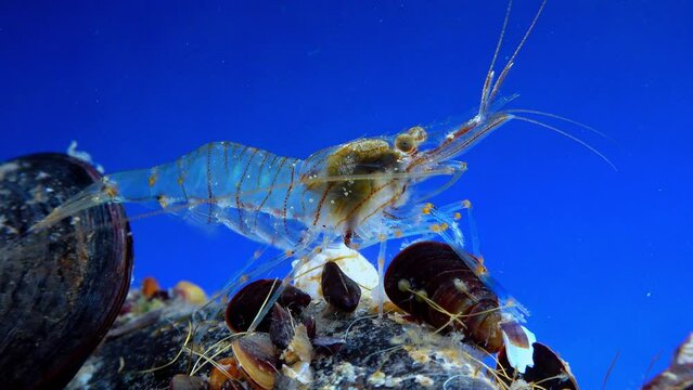 Rockpool shrimp (Palaemon elegans), shrimp looking for food among mussels, Black Sea