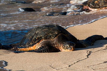 Protected green sea turtle on an hawaiian beach