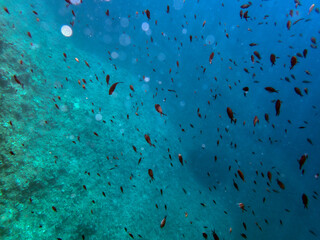 Fototapeta na wymiar Vista subacquea di un banco di pesci