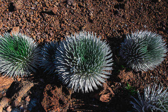 Group of silversword plants in haleakala