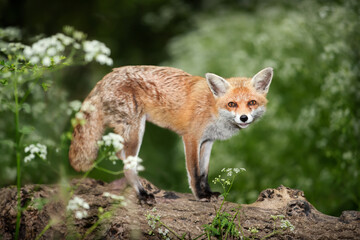 Naklejka na ściany i meble Red fox standing on a fallen tree in a forest