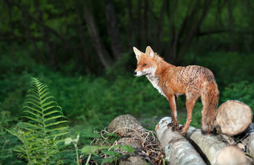 Red fox standing on tree logs in a forest