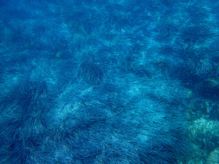 Vista subacquea della superficie dell'acqua marina blu, Sfondo subacqueo 1106