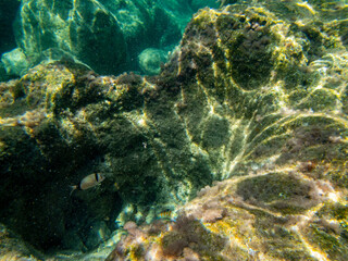 Naklejka na ściany i meble Vista subacquea del Plemmirio con pesci che nuotano nell'acqua 1345