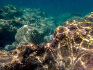 Vista subacquea del mare del Plemmirio con rocce e piante 1346