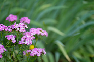 Wild pink rose on red background.