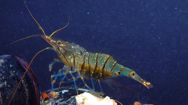 Rockpool shrimp (Palaemon elegans), shrimp looking for food among mussels, Black Sea