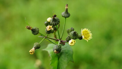 Sonchus oleraceus in the garden