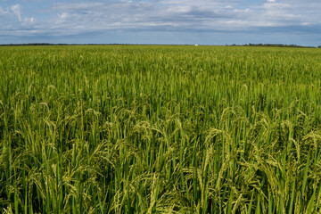 green wheat field