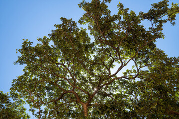 tree and sky