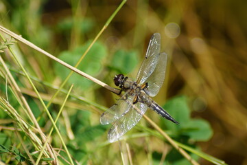 Four-spotted dragonfly Libellula quadrimaculata sunning itself on a blade of grass