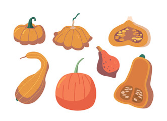 Set Of Pumpkin Different Shapes And Types. Orange Fruit With Thick Skin And Edible Flesh And Seeds, Cartoon Illustration