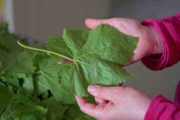 checking the quality of raw grape leaf for stuffing leaves, vine leaf stuffing,