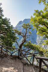 View of the hiking path and trees, Samaria Gorge, Crete, Greece