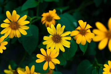 Gazania flower. Yellow chamomile. heliopsis flowers