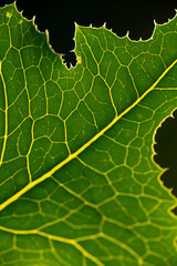 Leaf veins. Green leaf macro photo