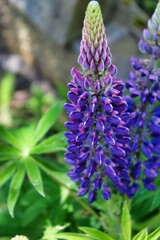 Lupins