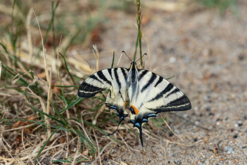 der Segelfalter ist ein imposanter Schmetterling