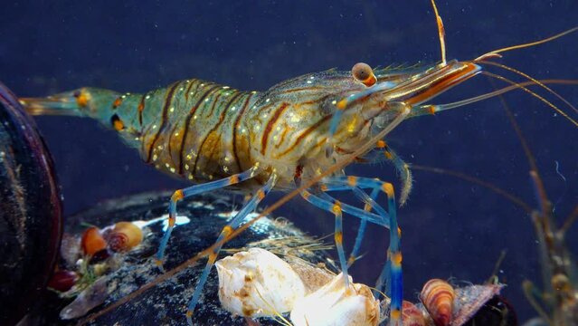 Rockpool shrimp (Palaemon elegans), shrimp looking for food among mussels, Black Sea