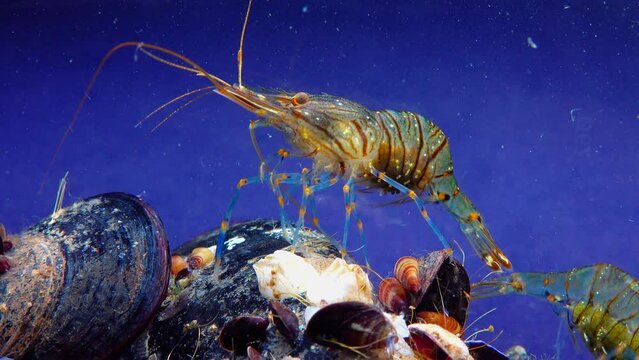 Rockpool shrimp (Palaemon elegans), shrimp looking for food among mussels, Black Sea