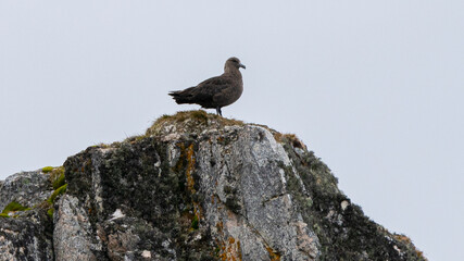 Brown skua standing on the rock Islands, Antarctica