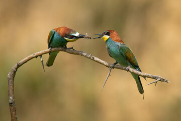 A pair of bee eater birds on a branch, with one bea eater feeding the otherone a bee