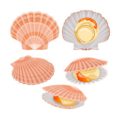 shell scallop isolated on white background. Vector illustration