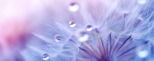 Beautiful dew drops on dandelion plant, blue violet color background.