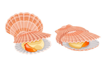 Fototapeta premium shell scallop isolated on white background. Vector illustration