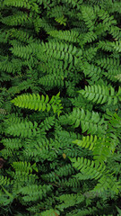 Adiantum latifolium, Maidenhair Fern in the forest