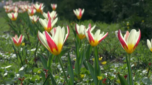 The cultivars bred by Two-flowered tulip (Tulipa biflora) are widely used in gardening.