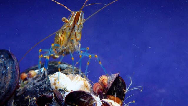 Rockpool shrimp (Palaemon elegans), shrimp looking for food among mussels, Black Sea