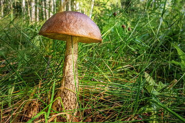 boletus mushroom in the grass in the forest