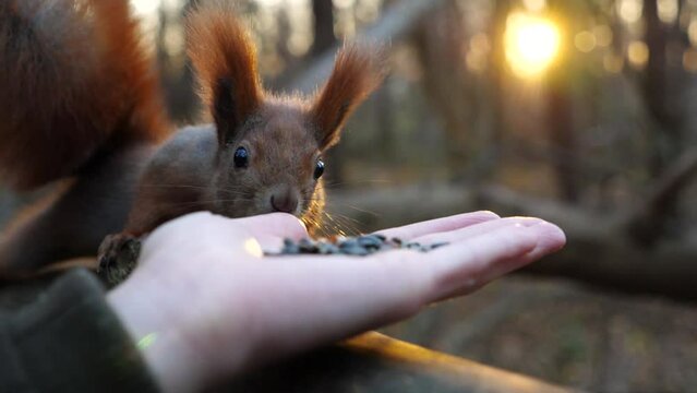 Curious fluffy rodent sniffing sunflower seeds from female arm at forest. Wild cute squirrel snuffing food from hand of girl at autumn park. Woman feeding small sciurus against sunset at background