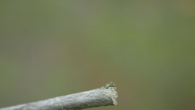 Moustached darter (Sympetrum vulgatum) takes off and lands on a branch and cleans its eyes with its paws, close-up.
