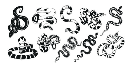 Black and White Exotic Snakes Possess Unique Patterns. Their Diverse Species And Intriguing Behavior Vector Illustration