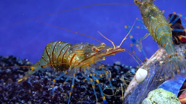 Rockpool shrimp (Palaemon elegans), shrimp looking for food among mussels, Black Sea