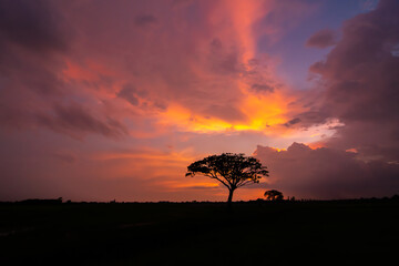 Tree silhouettes and beautiful sunset sky background in the evening.
